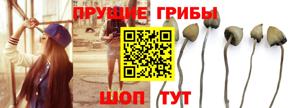 Гусев  Псилоцибиновые грибы Cubensis  Вход с VPN 